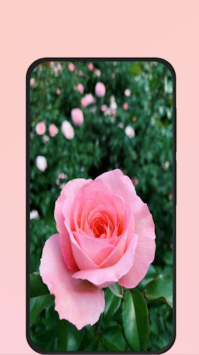 rose picture Screen 2