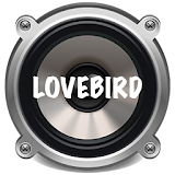 Aneka Suara Burung Lovebird icon