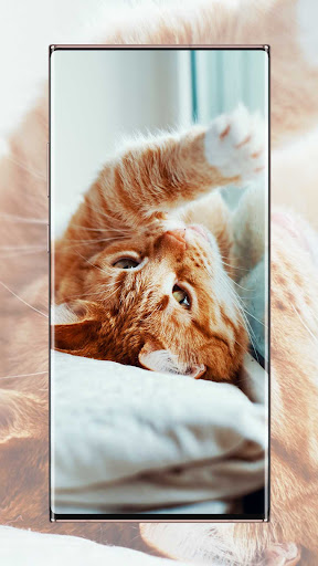 Cat Wallpaper Screen 2