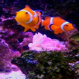 Peixe Papel de Parede Animado