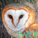 owl live wallpaper icon