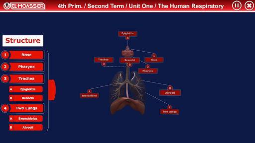 Respiratory System Screen 2