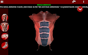 screenshot of Muscular System 3D (anatomy)
