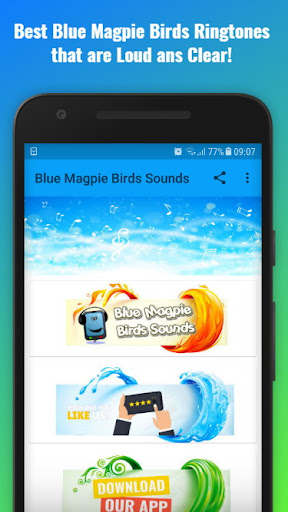 Android application Blue Magpie Birds Sounds screenshort