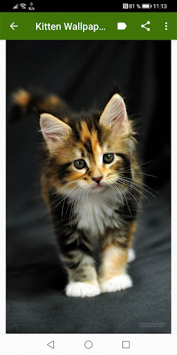 かわいい子猫の壁紙 By Infinity Google Play Japan Searchman App Data Information