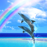 Dolphin Rainbow icon