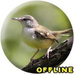 Cover Image of Descargar Suara Burung Prenjak MP3  APK