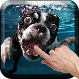 Dogs Underwater Live Wallpaper icon