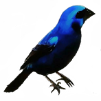 Crystal Bird