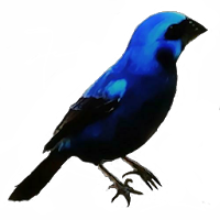 Crystal Bird