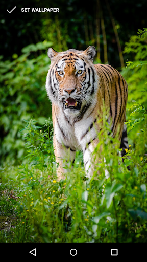Android application Tiger Wallpapers screenshort