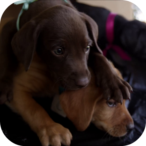 Cute Puppy Video LWP logo