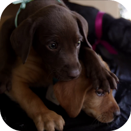 Icon image Cute Puppy Video LWP