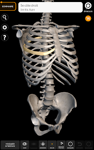 Humain squelette anatomie avec muscle et squelette. 3d médical  illustration., ai génératif image 23183226 Photo de stock chez Vecteezy