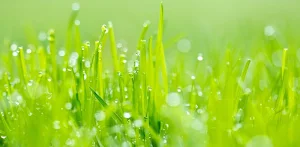 Grass Live Wallpaper by  - Latest version for Android - Download  APK