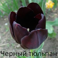 Черный тюльпан, Александр Дюма