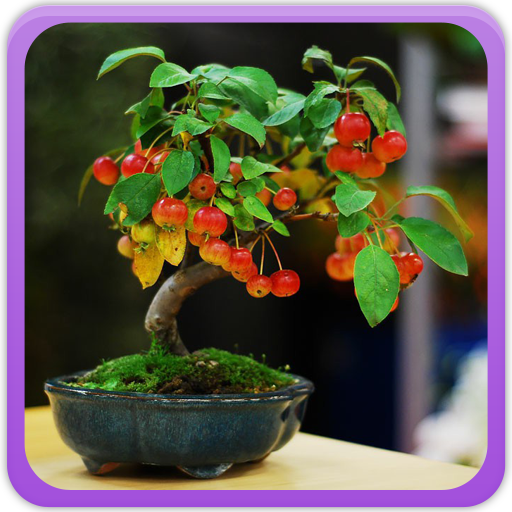 Bonsai Tree Gallery logo