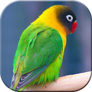 Pancingan Suara Burung Lovebird