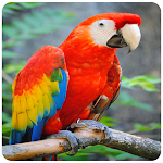 Cover Image of Download Bird wallpapers - HD & 4K Back  APK