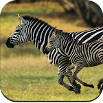 Cover Image of Download Zebra Wallpaper 4K  APK