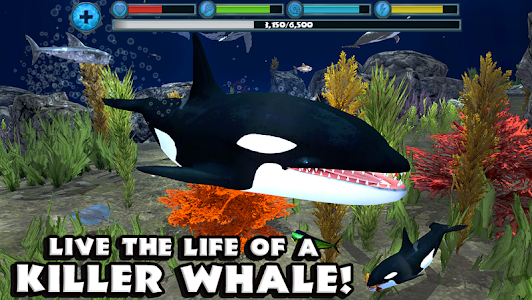 Orca Simulator Unknown