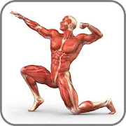 Bodybuilding Anatomy