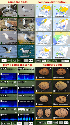 All Birds Netherlands - A Sunb Screen 3
