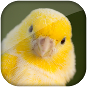 Top 24 Personalization Apps Like Canary bird sound - Best Alternatives