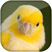  Canary bird sound 