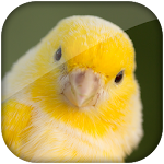 Canary bird sound Apk