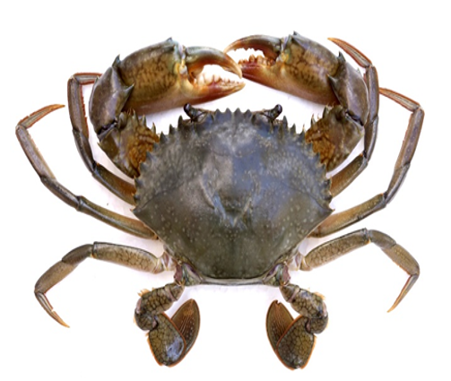 Android application KMFRI AQUACULTURE FARMING screenshort