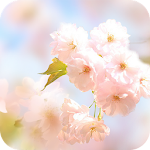 Cover Image of Tải xuống Sakura Flower Live Wallpaper  APK