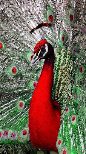 Peacock Wallpaper Screen 3