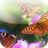 1800 Butterfly Wallpapers icon