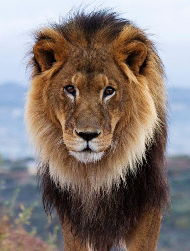 Android application Lion Sounds screenshort