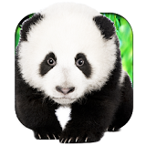 Talking Pandas 3D Live WP icon