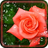 Roses Fresh Dew LWP icon