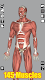 screenshot of 3D Bones and Organs (Anatomy)