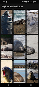 Elephant Seal Wallpaper