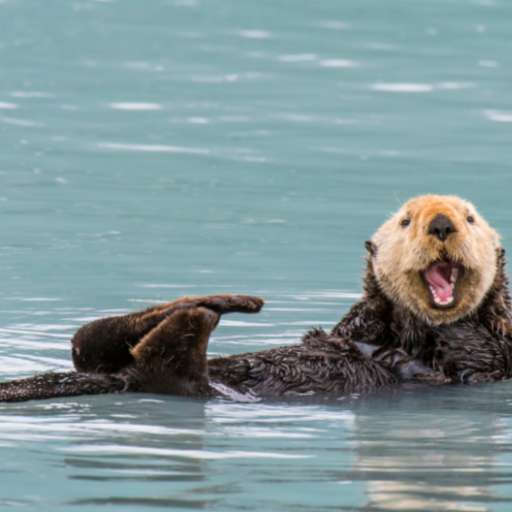 Sea Otter sounds logo