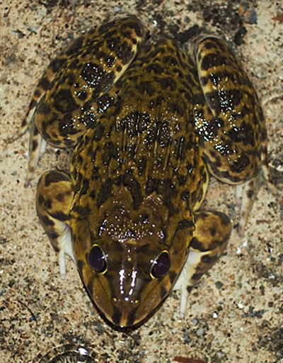 Android application Chinese edible frog calls screenshort
