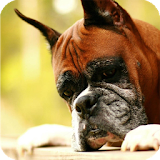 Boxer Dog Live Wallpaper icon