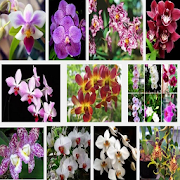 Orchid Flower Cultivation
