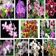 cultivo de orquídeas Descarga en Windows