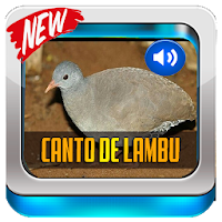 Canto De Lambu Completo 2021
