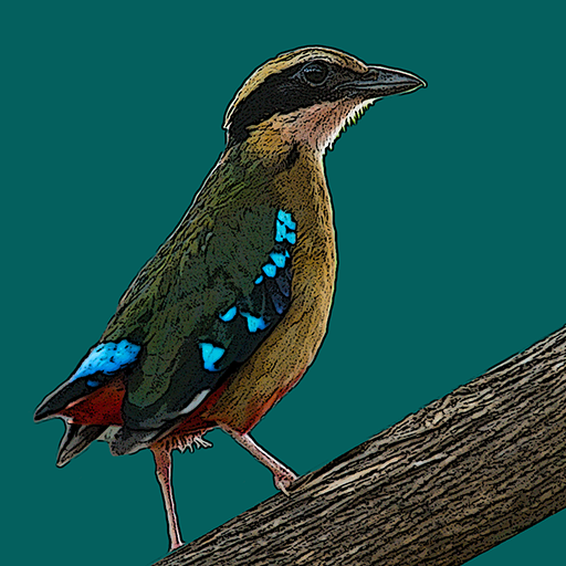 Birds of Zambia 1.0.9 Icon