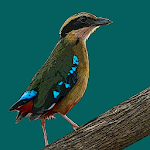 Cover Image of Télécharger Birds of Zambia  APK