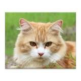 Cat Jigsaw Puzzle icon