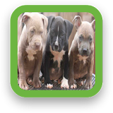 Puppy Pitbull Wallpapers icon