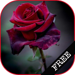 I Love Flowers Live Wallpapers, Free Rose Images Apk